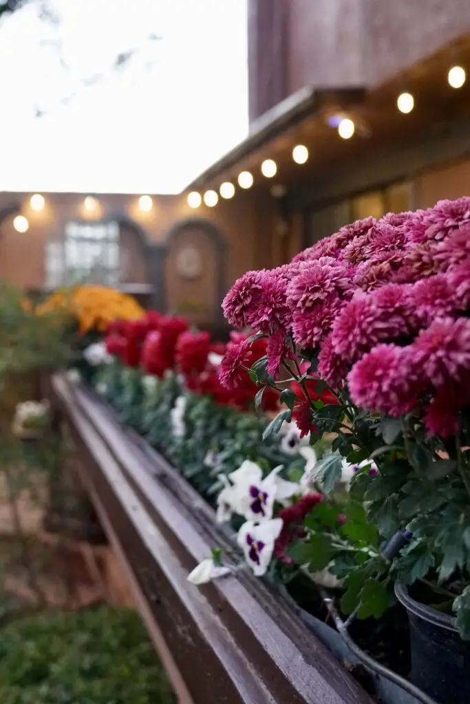 Flowers at Lantern Light Inn and Wedding Gardens in Sedona