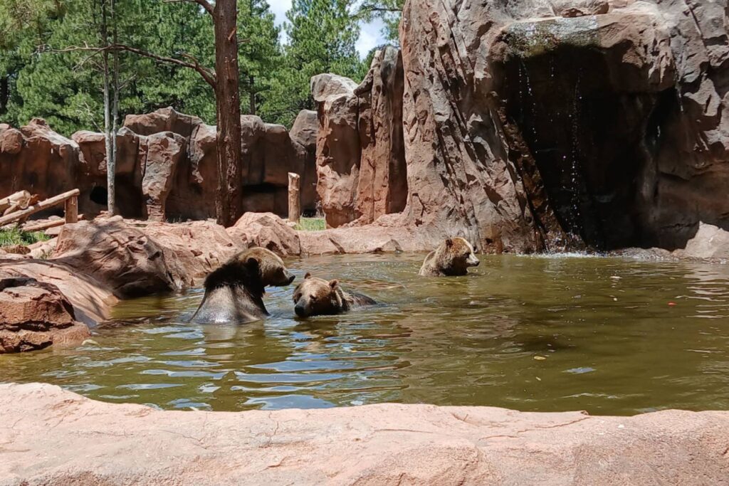 Bears in a water pool at Bearizona