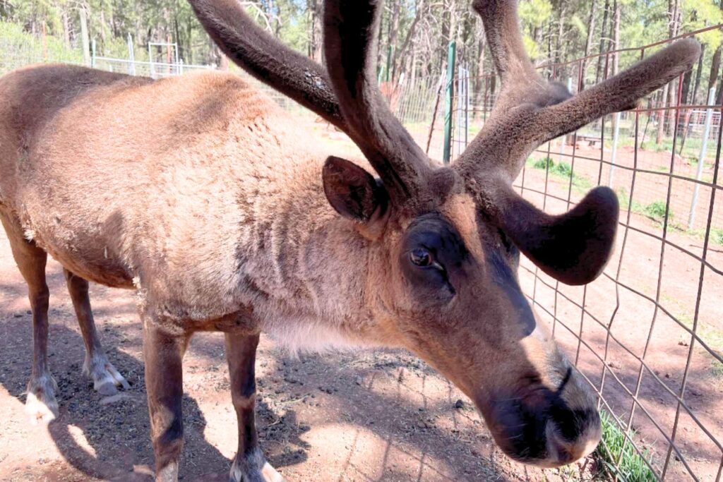 Reindeer with thick velvet antlers at the Grand Canyon Deer Farm