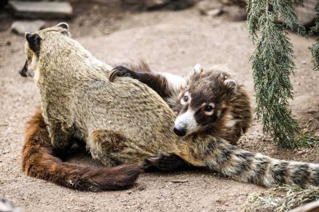 Two sloths at the Heritage Park Zoo Sanctuary in Prescott AZ