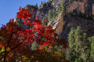 Fall In Love with Sedona&rsquo;s Fall Foliage, Festivals, and Fabulous Weather