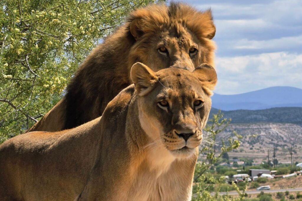 A lion and lioness at Out of Africa Wildlife Park in Arizona
