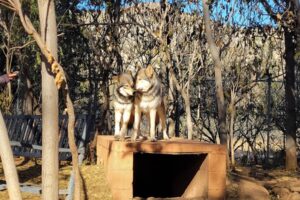 Animal Encounters & Tours Near Sedona Every Couple Will Love
